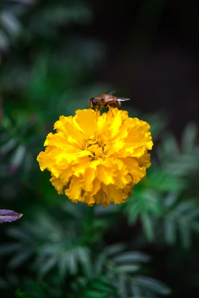 Nahaufnahme Von Erstaunlichen Bunten Blühenden Blume Mit Biene — Stockfoto