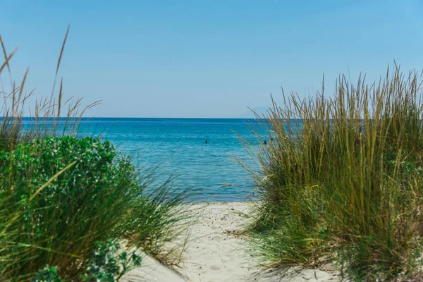 Spiaggia Sabbiosa Con Erba Crescente Cielo Blu — Foto Stock