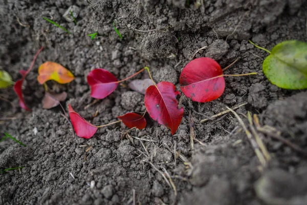 Gevallen Rode Herfst Bladeren Grond — Stockfoto