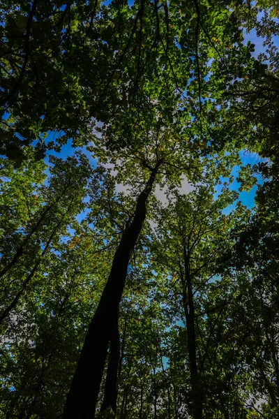 Immagine Basso Alberi Verdi Nella Foresta — Foto Stock