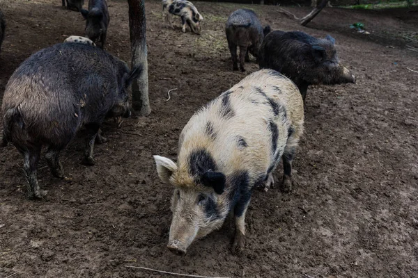 Pequeños Jabalíes Divertidos Prado Del Bosque —  Fotos de Stock