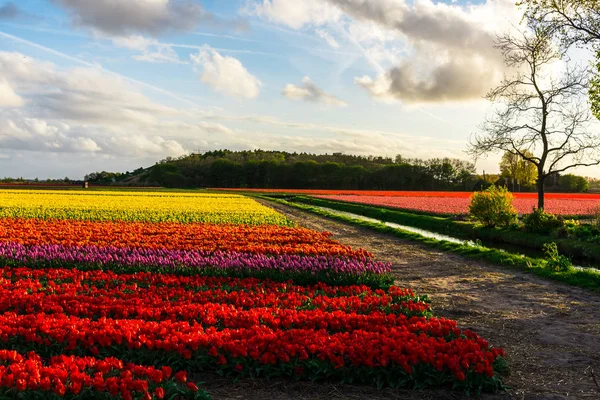 Close Van Verbazingwekkende Kleurrijke Bloeiende Bloemen Veld — Stockfoto