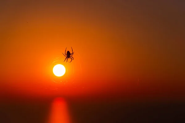 Silhouette Une Araignée Coucher Soleil — Photo