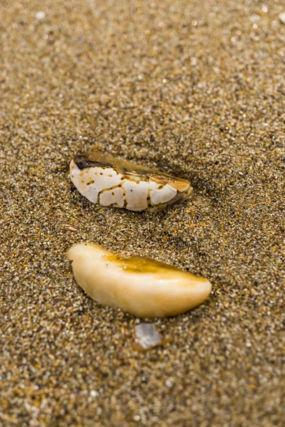 Muszle Plaży Morzu Północnym — Zdjęcie stockowe