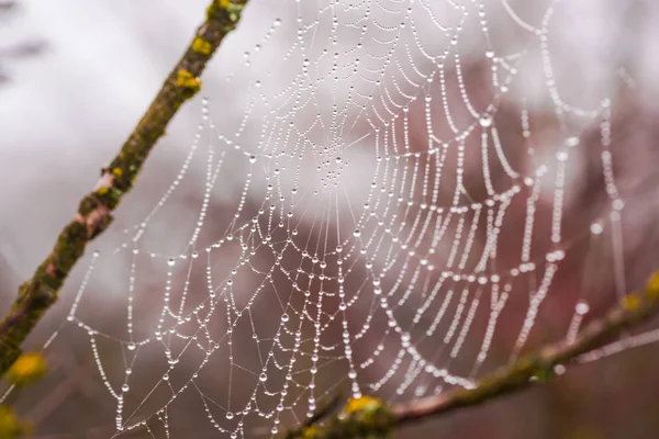 Telaraña Mágica Sobre Fondo Borroso —  Fotos de Stock