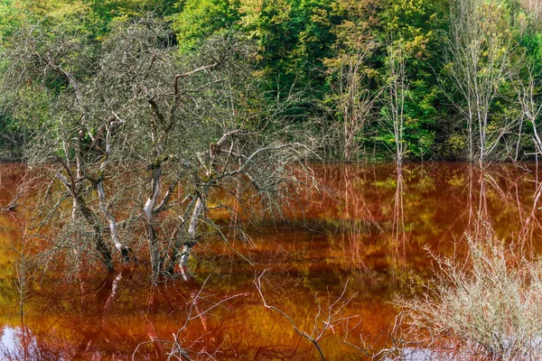 Vista Impressionante Natureza Com Laranja Colorido Rio Árvores Verdes Redor — Fotografia de Stock