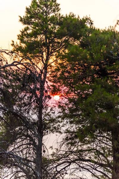 Amazing sunset with warm sea behind the trees