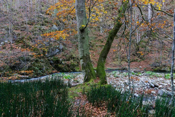 Paisaje Otoñal Bosque — Foto de Stock