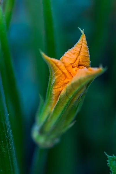 Gros Plan Fleurs Colorées Étonnantes — Photo