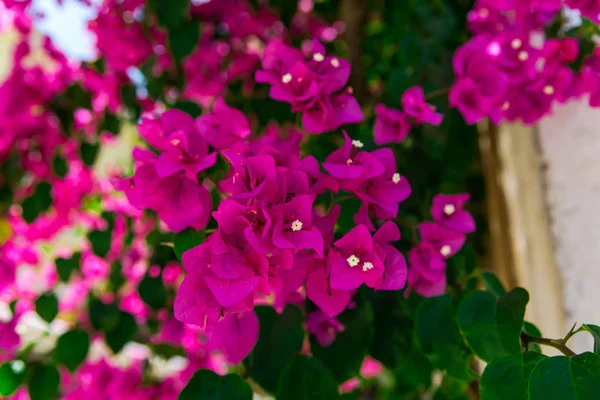 Nära Upp Skott Lummiga Rosa Blommande Blommor — Stockfoto