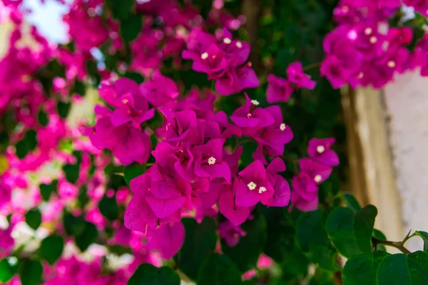 Close Tiro Flores Exuberantes Rosa Florescendo — Fotografia de Stock