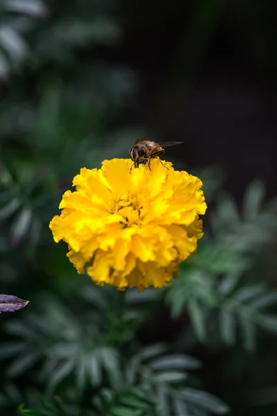 Nahaufnahme Von Erstaunlichen Bunten Blühenden Blume Mit Biene — Stockfoto