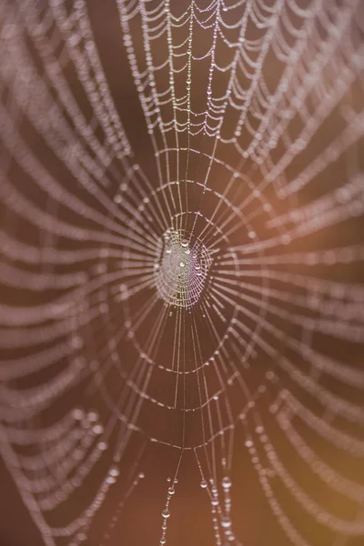 Toile Araignée Magique Sur Fond Flou — Photo