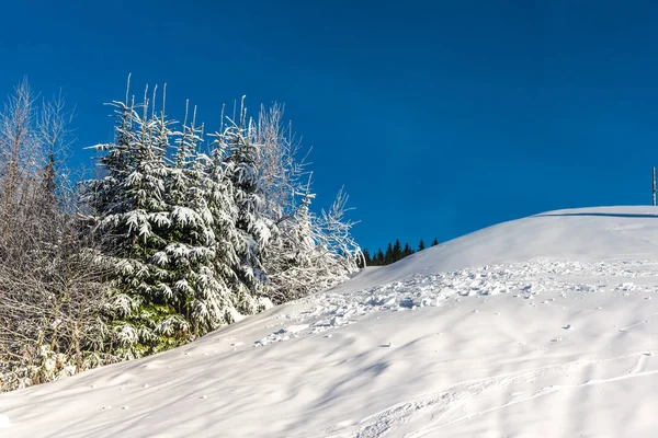 Increíble Vista Naturaleza Con Árboles Nevados —  Fotos de Stock