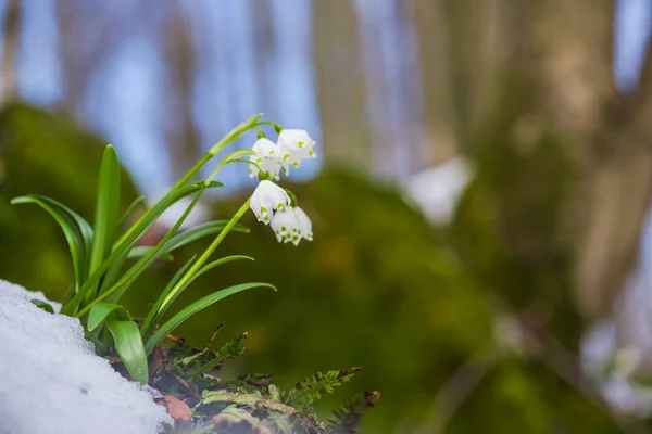 Close Flor Inverno Florescendo Colorido Incrível — Fotografia de Stock