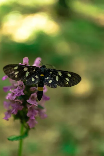 Piękny Fioletowy Motyl Kwiatem — Zdjęcie stockowe