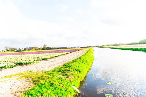 Lake Field Flowers — Stock Photo, Image