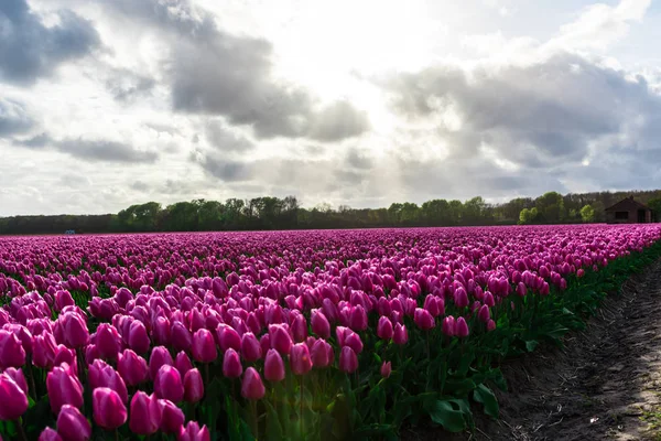 Vista Panoramica Tulipani Rosa Campo Fiorito Sotto Cielo Nuvoloso — Foto Stock