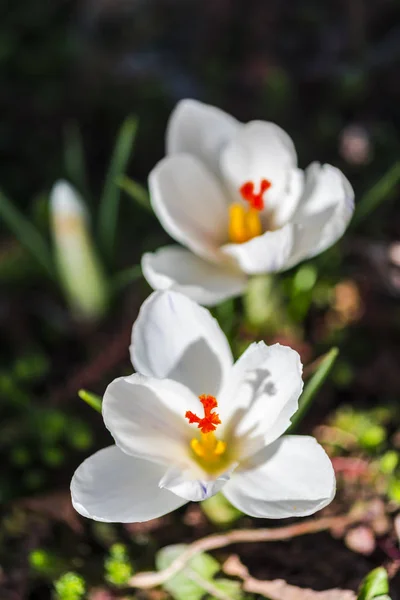 Närbild Fantastiska Anbud Blommande Blommor — Stockfoto