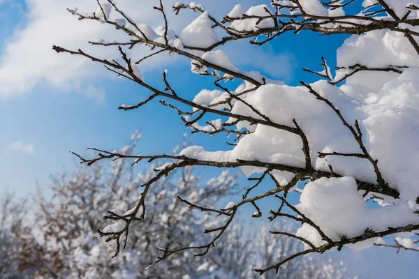 在寒冷的森林里被白雪覆盖的光秃秃的树木和树枝 — 图库照片