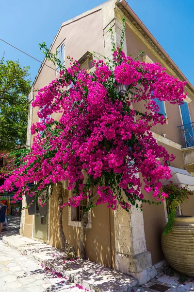 Rosa Blühender Baum Von Haus Haus Hellen Sonnenlicht — Stockfoto