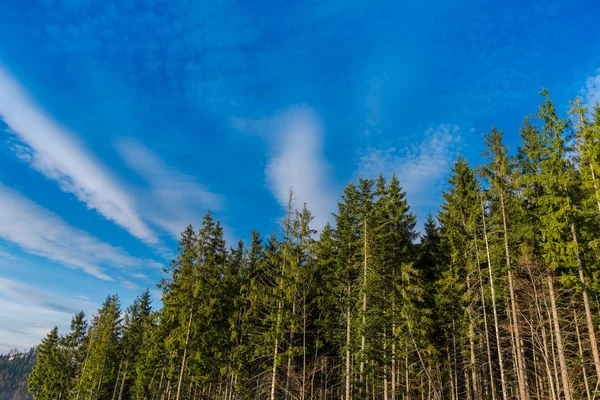 Vue Imprenable Sur Nature Avec Des Arbres Ciel Nuageux — Photo