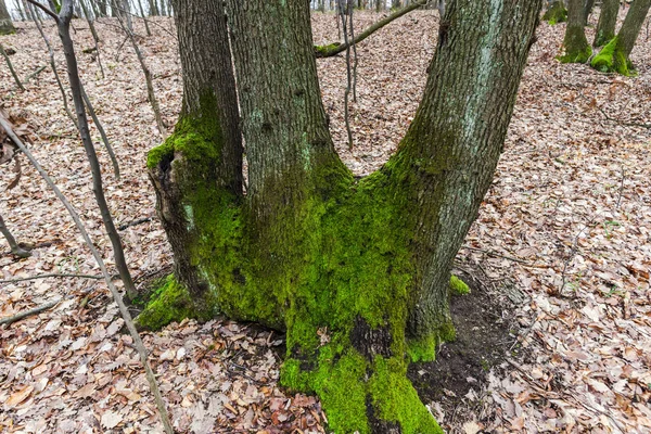 秋の森の草原に緑の苔で覆われた古い木 — ストック写真