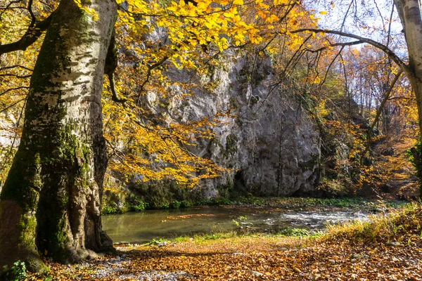 Zobacz Niesamowite Przyrody Płynącej Rzeki Zielonych Drzew Wokół — Zdjęcie stockowe