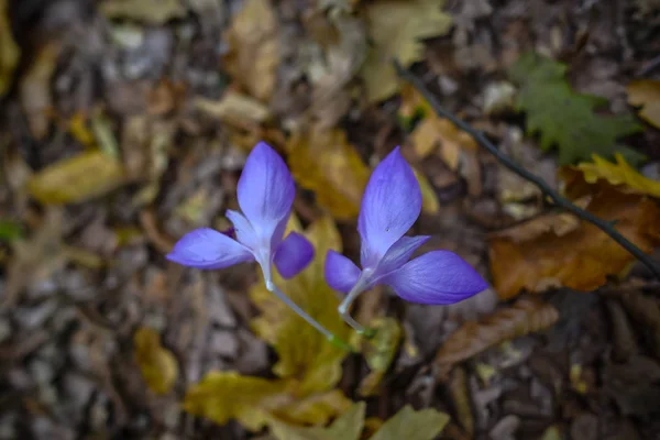 Detailní Záběr Záběr Malé Fialové Rozkvetlé Kvítí — Stock fotografie