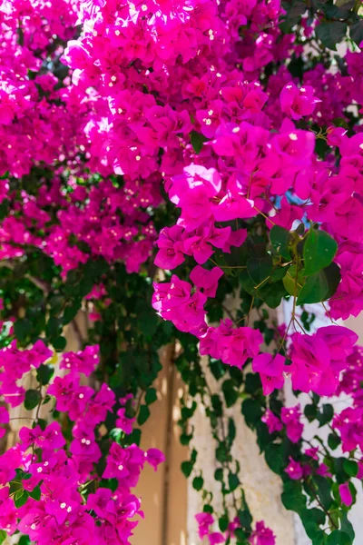 关闭拍摄郁郁葱葱的粉红色盛开的花朵 — 图库照片