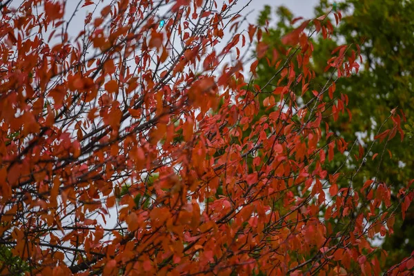 Удивительная Природа Красочными Деревьями Вокруг — стоковое фото