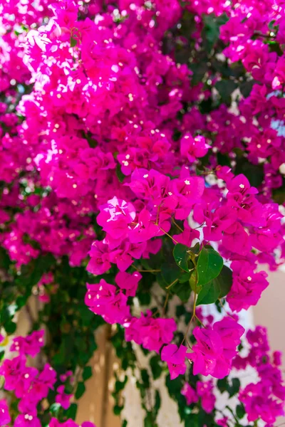 Close Tiro Flores Exuberantes Rosa Florescendo — Fotografia de Stock