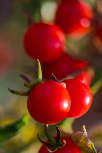 Primer Plano Tomates Cherry Sobre Fondo Borroso — Foto de Stock