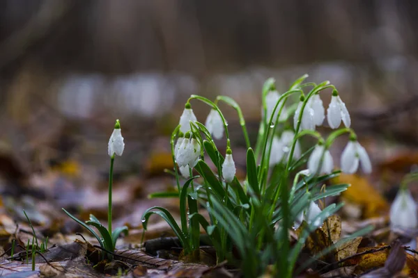 Zblízka Úžasné Barevné Kvetoucí Květiny — Stock fotografie