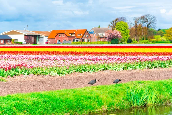 Tulipány Pole Holandsku — Stock fotografie