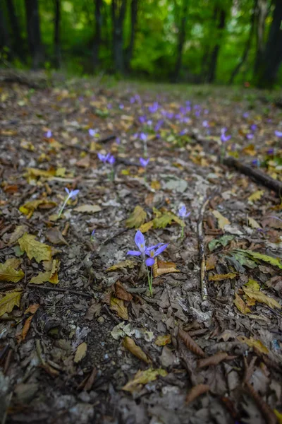 Nahaufnahme Von Erstaunlich Bunt Blühenden Blumen Auf Der Waldwiese — Stockfoto