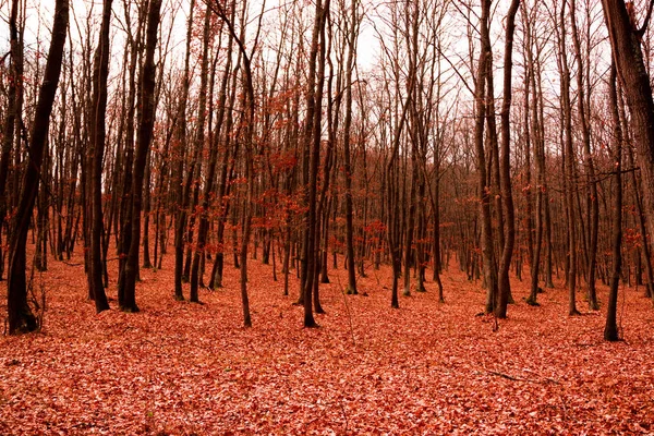 Pinos Rojos Bosque —  Fotos de Stock
