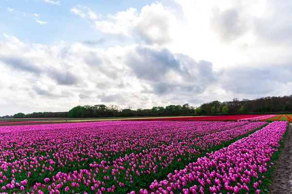 Malerischer Blick Auf Rosa Tulpen Blühendes Feld Unter Bewölktem Himmel — Stockfoto