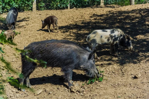 Pequeños Jabalíes Divertidos Prado Del Bosque —  Fotos de Stock