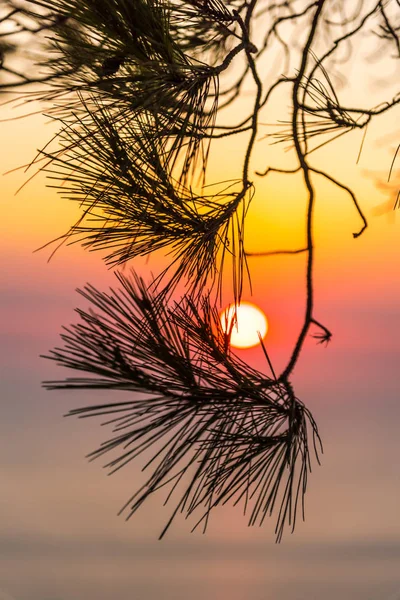 Amazing sunset with warm sea behind the trees