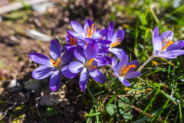 Nahaufnahme Von Erstaunlich Zarten Blühenden Blumen — Stockfoto