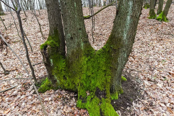 秋の森の草原に緑の苔で覆われた古い木 — ストック写真