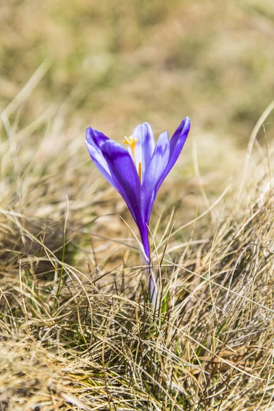 Primo Piano Incredibile Fiore Colorato Fioritura — Foto Stock