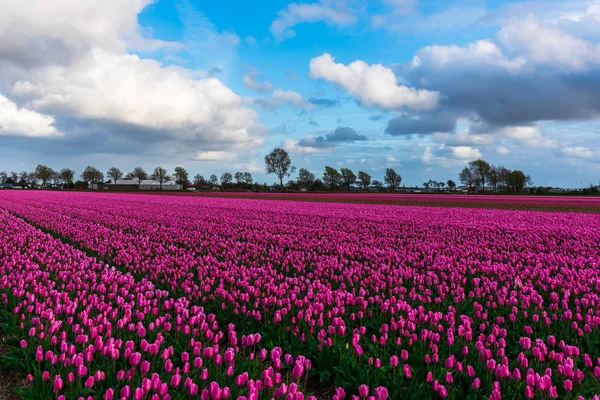 Malerischer Blick Auf Rosa Tulpen Blühendes Feld Mit Grünen Bäumen — Stockfoto