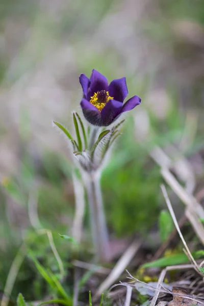 Close Van Verbazingwekkende Kleurrijke Bloeiende Bloem — Stockfoto