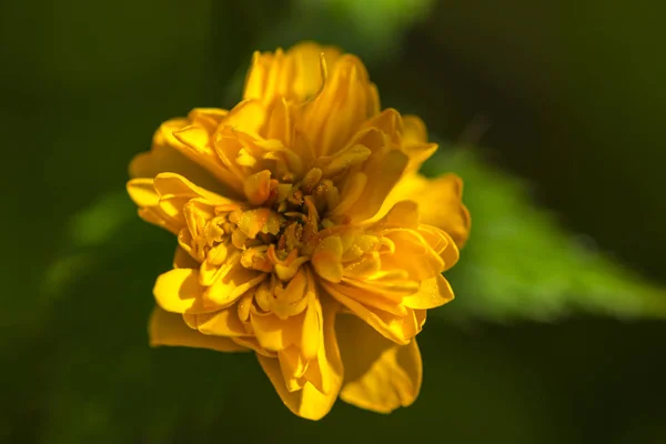 Закрыть Удивительный Цветущий Цветок — стоковое фото