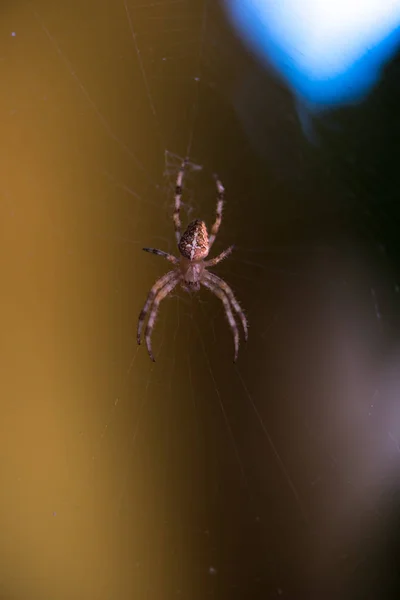 Araignée Dans Propre Toile Gros Plan — Photo