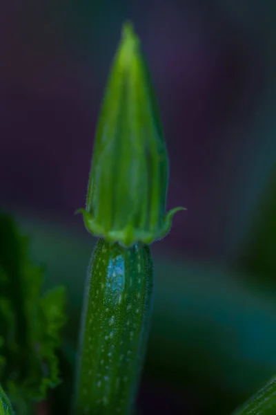 Poivre Vert Mûr Sur Fond Flou — Photo