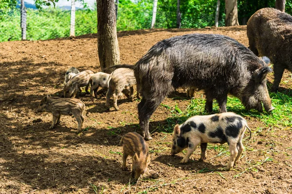 Funny Little Boars Forest Meadow — Stock Photo, Image