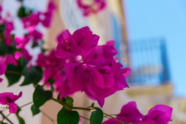 yemyeşil pembe çiçek açan çiçekler atış kapatmak